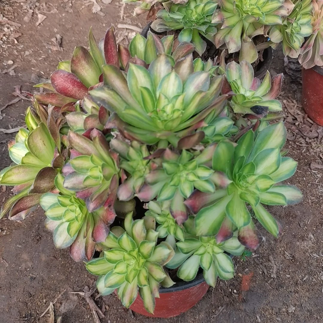 韶华法师多肉法师多肉17