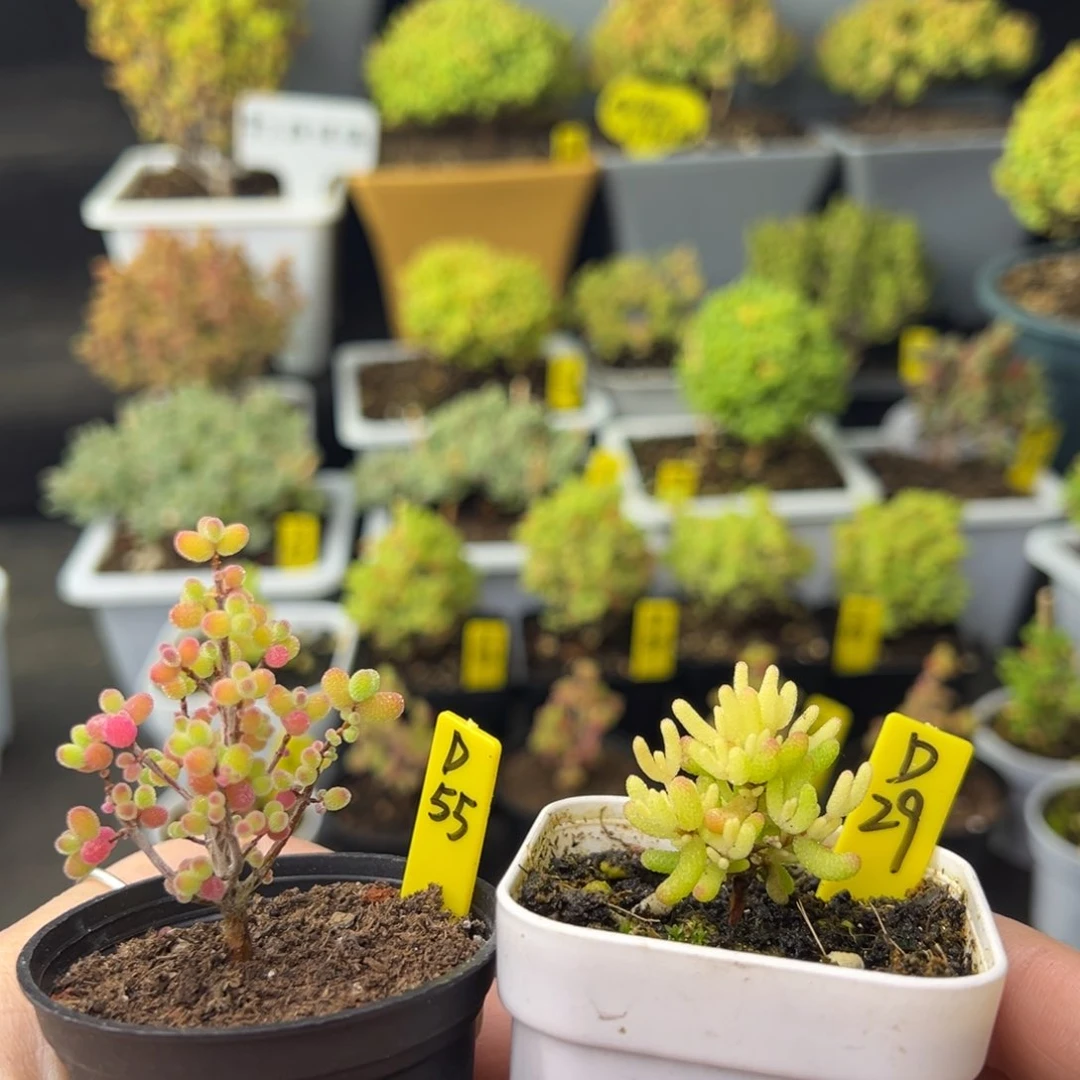 珊*金桔➕糖球锦带盆带土发货