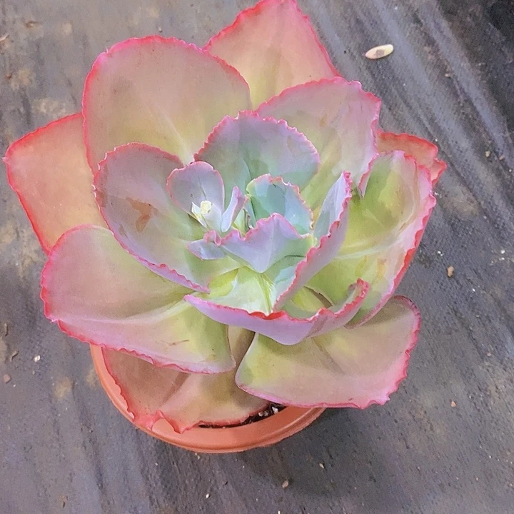 南***楠多肉植物大单头多肉