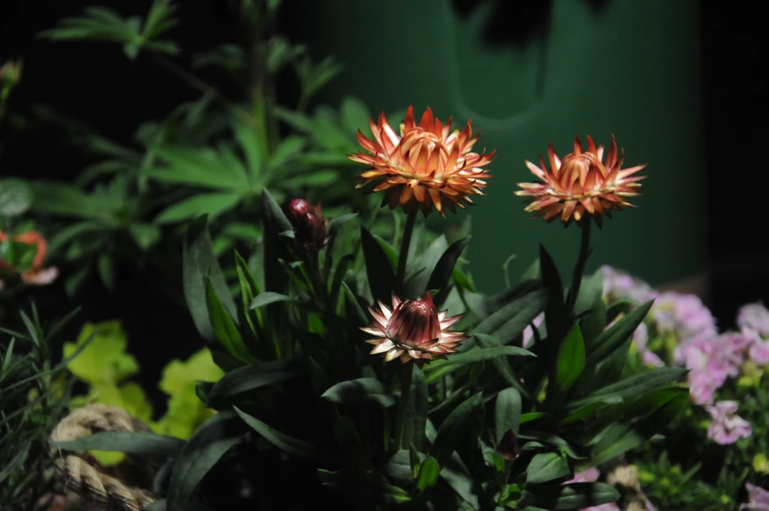 麦秆菊 蜡菊 脆菊