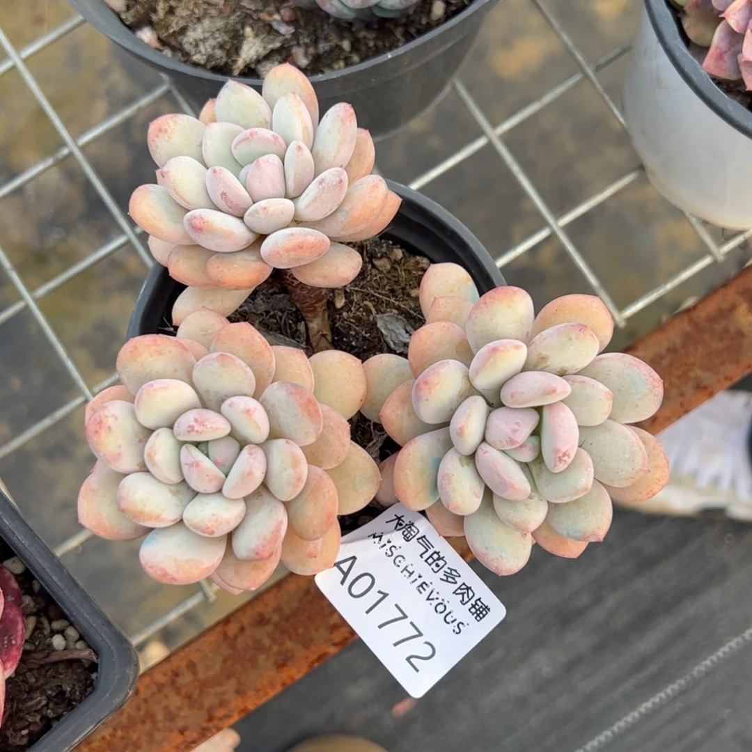 香水一物一拍1772