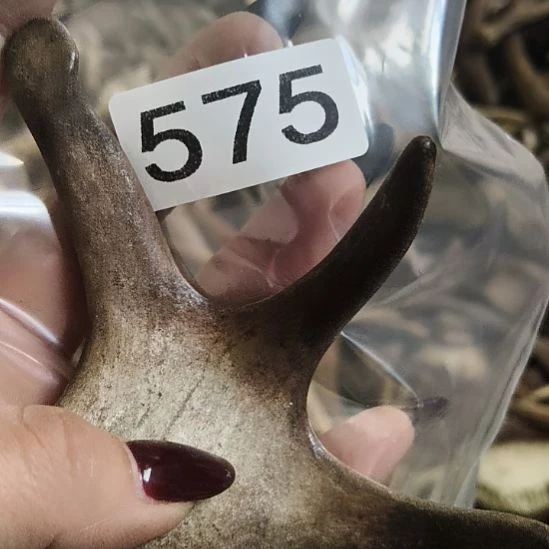 炎***哥鹿角鹿角鹿角鹿角鹿角鹿角