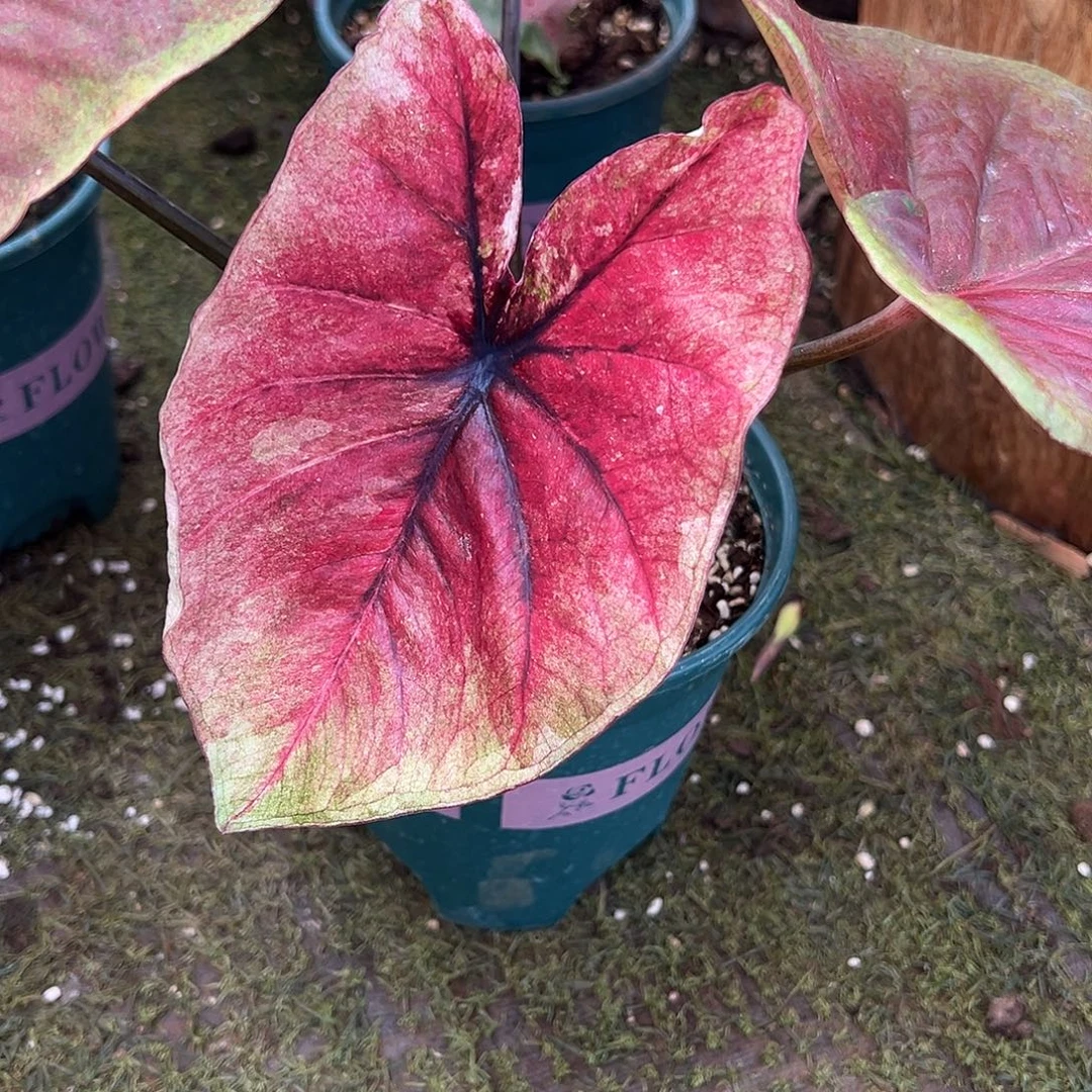 无花朵大球复古系水墨画50