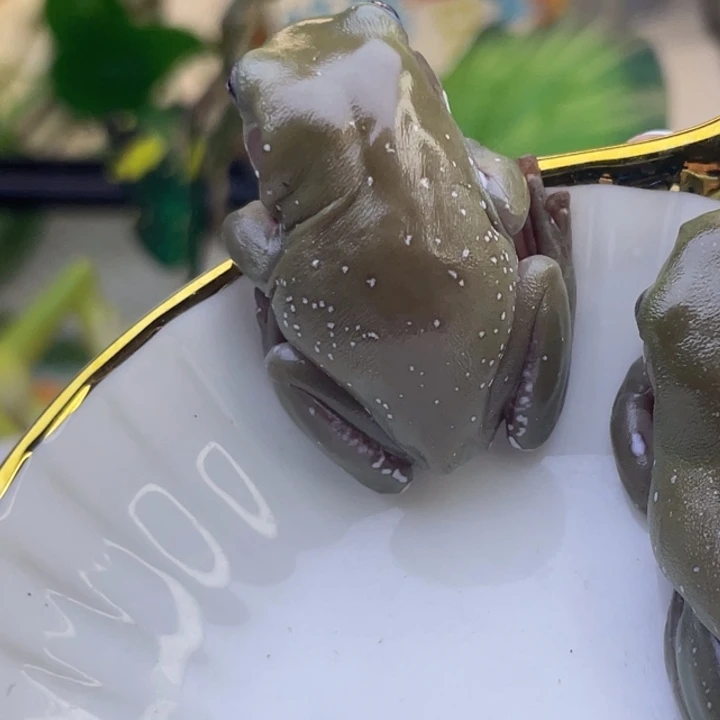 老爷树蛙黄皮蓝眼11号