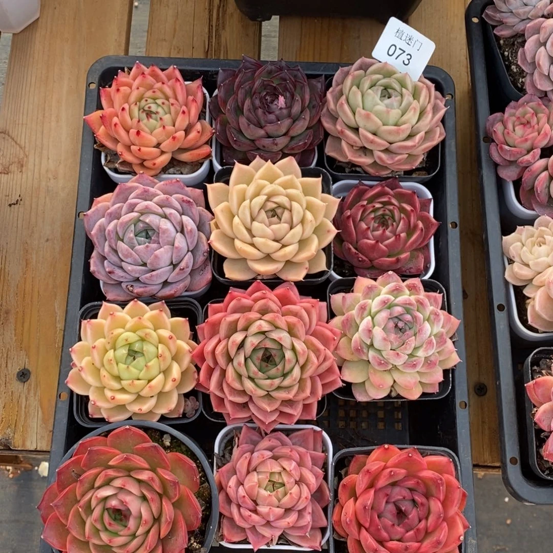 清****༇杂交精品多肉073