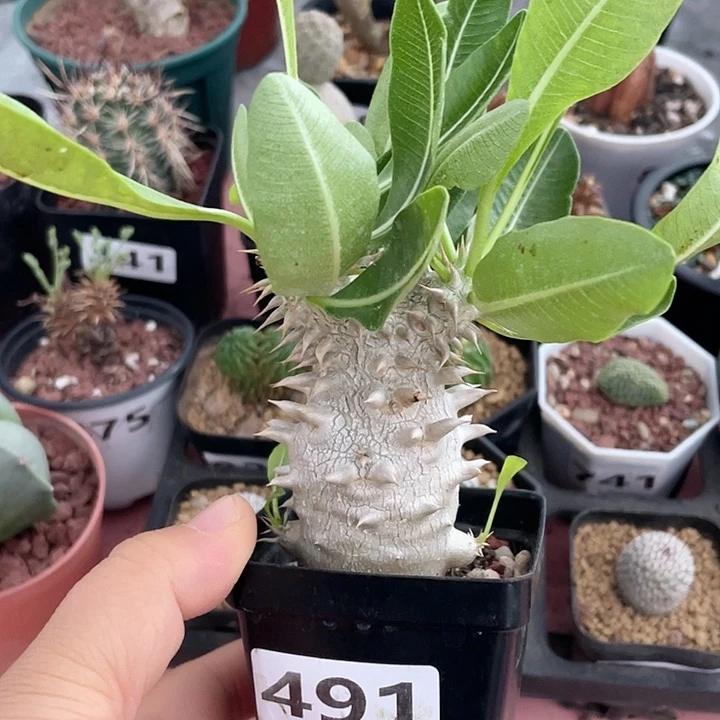 491西巴女王块根植物
