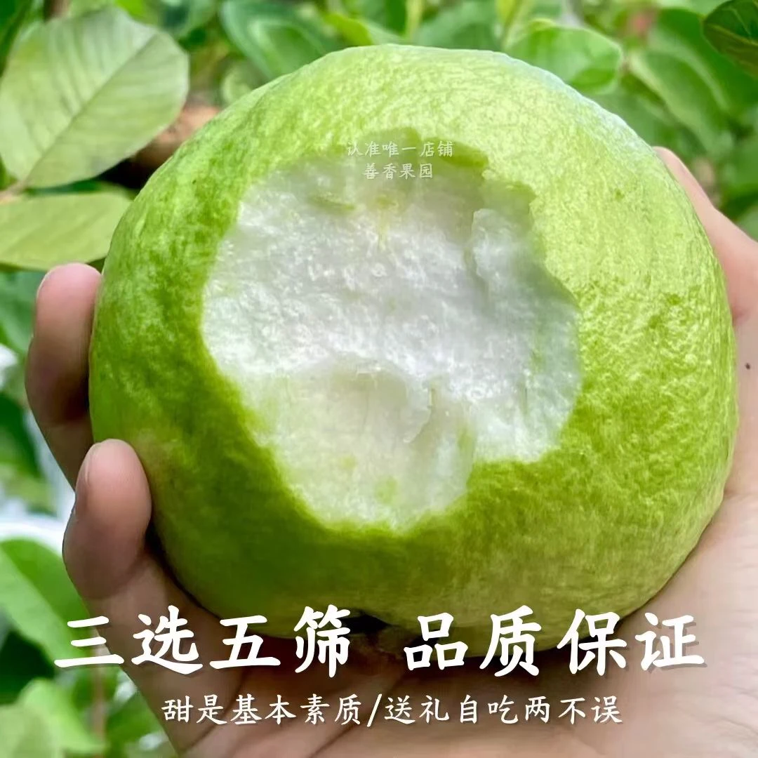 【湛江番石榴芭乐】产地直供新鲜采摘白心芭乐番石榴口感脆爽多汁甜