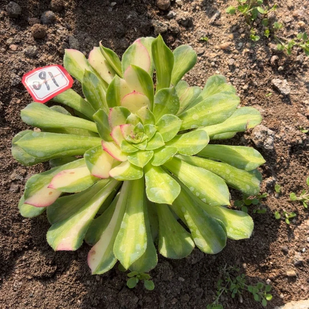 091多肉植物知否一圈侧芽