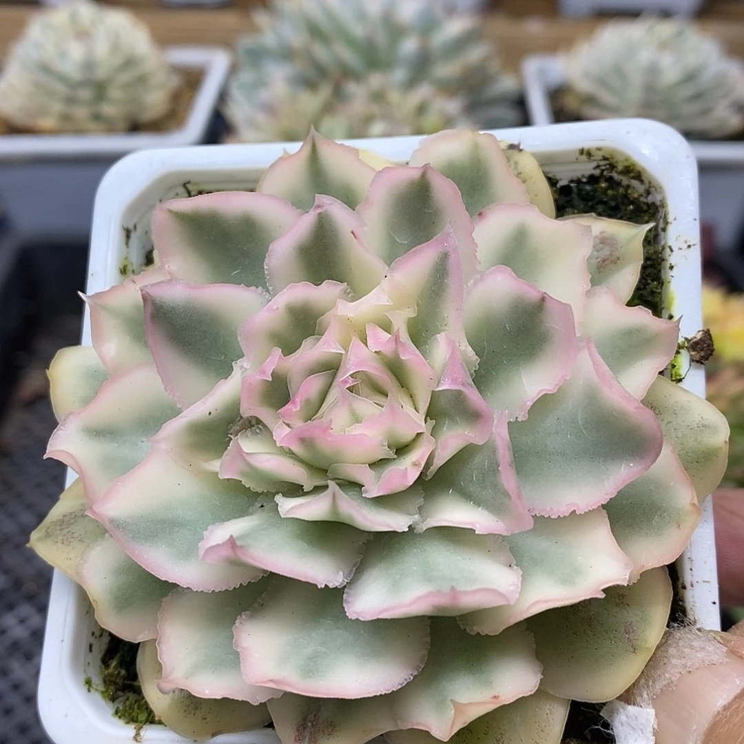 14205 紫蝴蝶锦 需延时发货