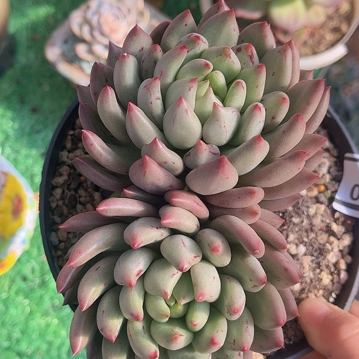米其林0865多肉植物