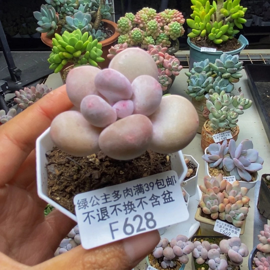 628蛋黄奶多肉4c m