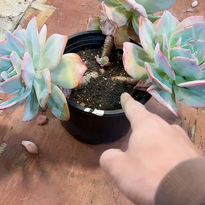 雪凤老桩三头一物一拍19号