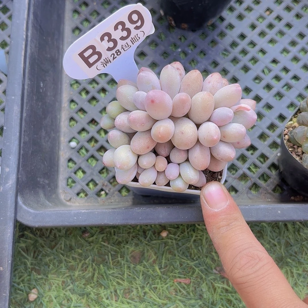 B339汤圆一物一拍