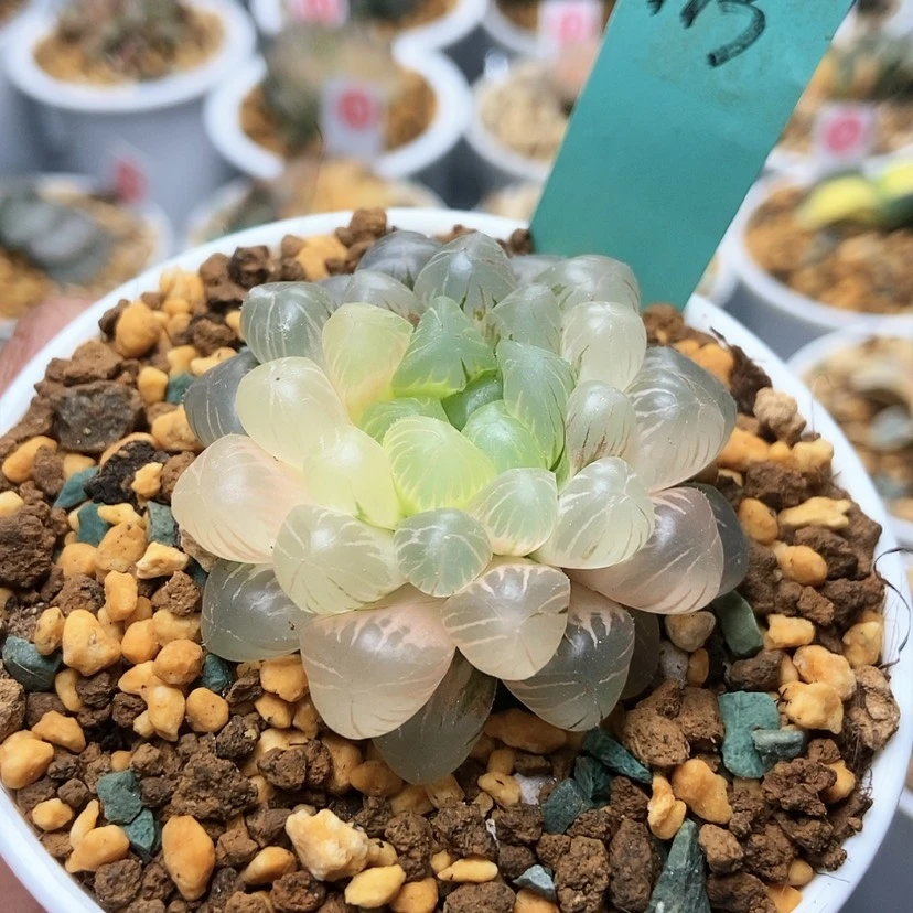 【闪购商品】小**学姬锦113