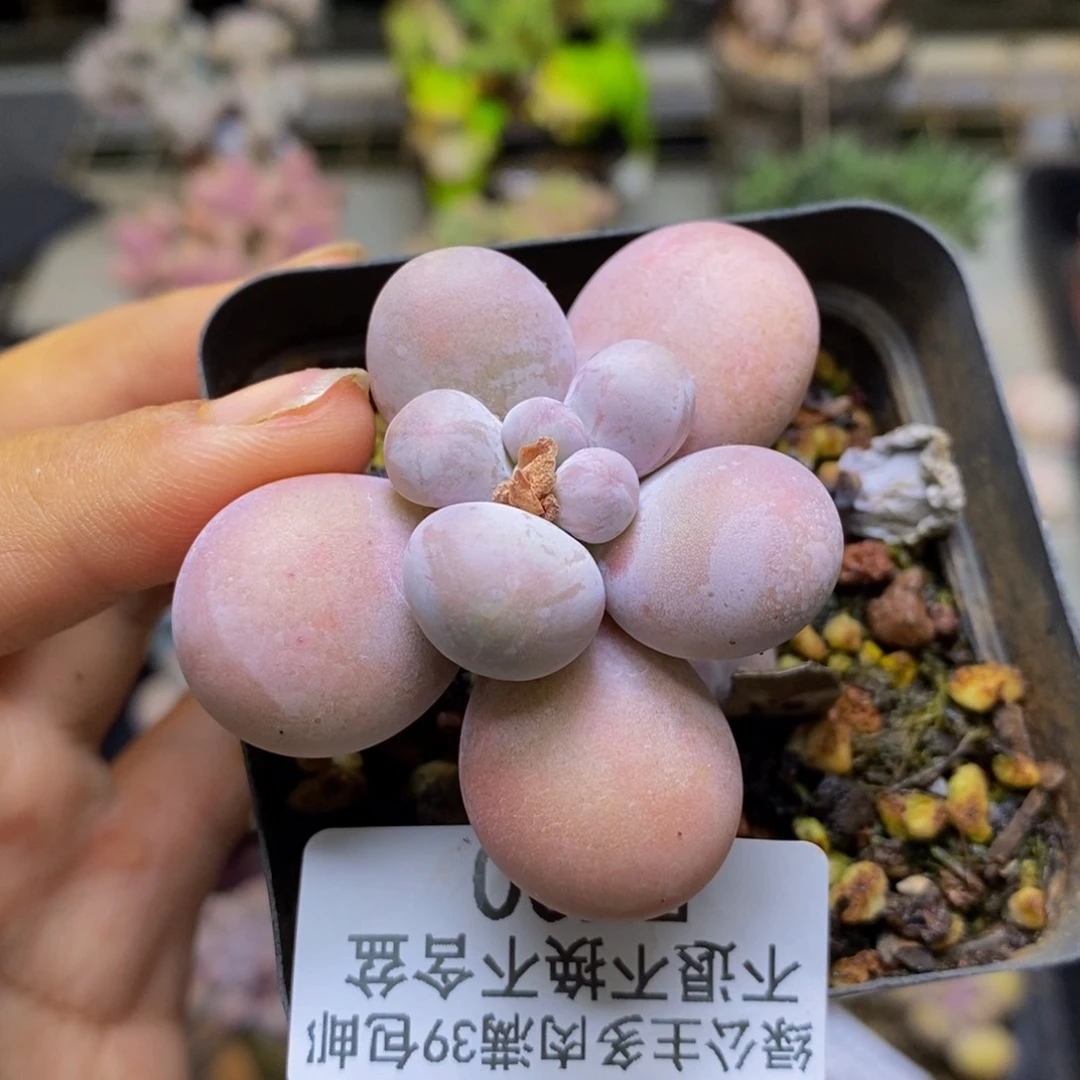 洛****)700橙奶多肉肉3c m