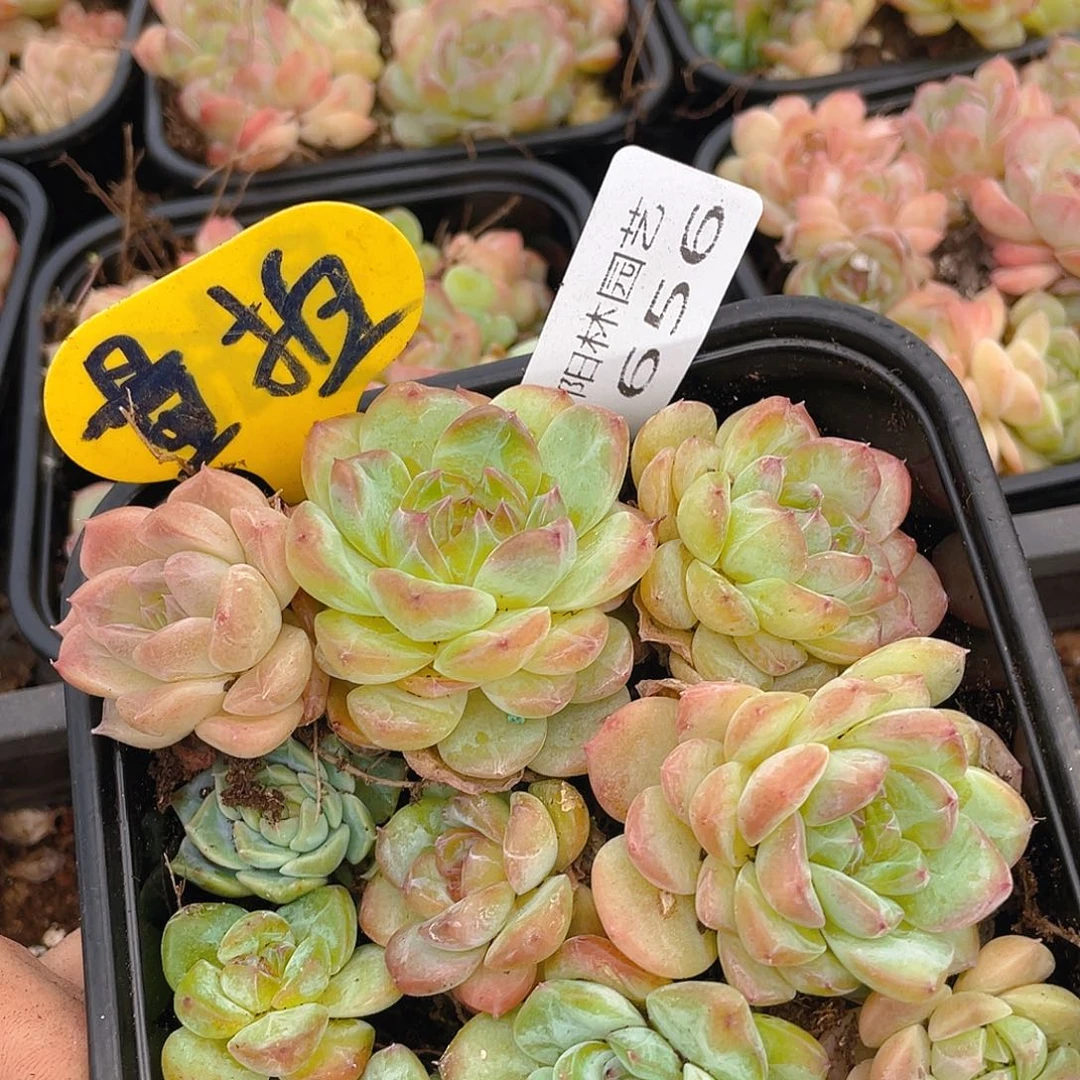 量拍多肉植物多肉植物656