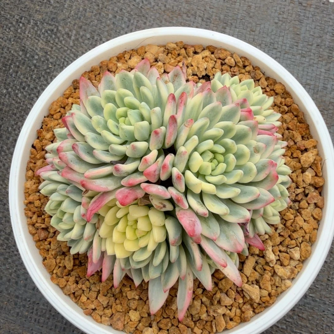 蓝苹果锦锦上园艺一物一拍
