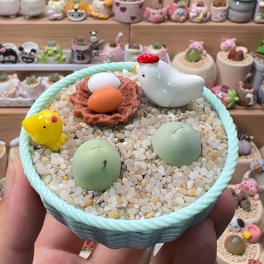 多肉植物165号母鸡下蛋