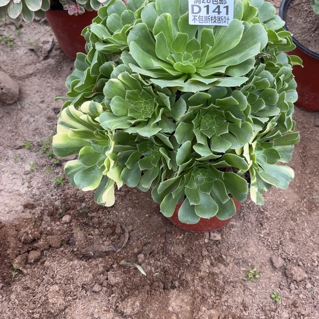 N. 141五彩琉璃多肉1122