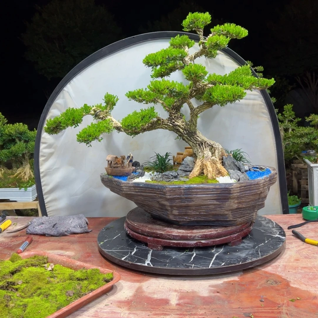 无花朵广东皱皮雀舌黄杨