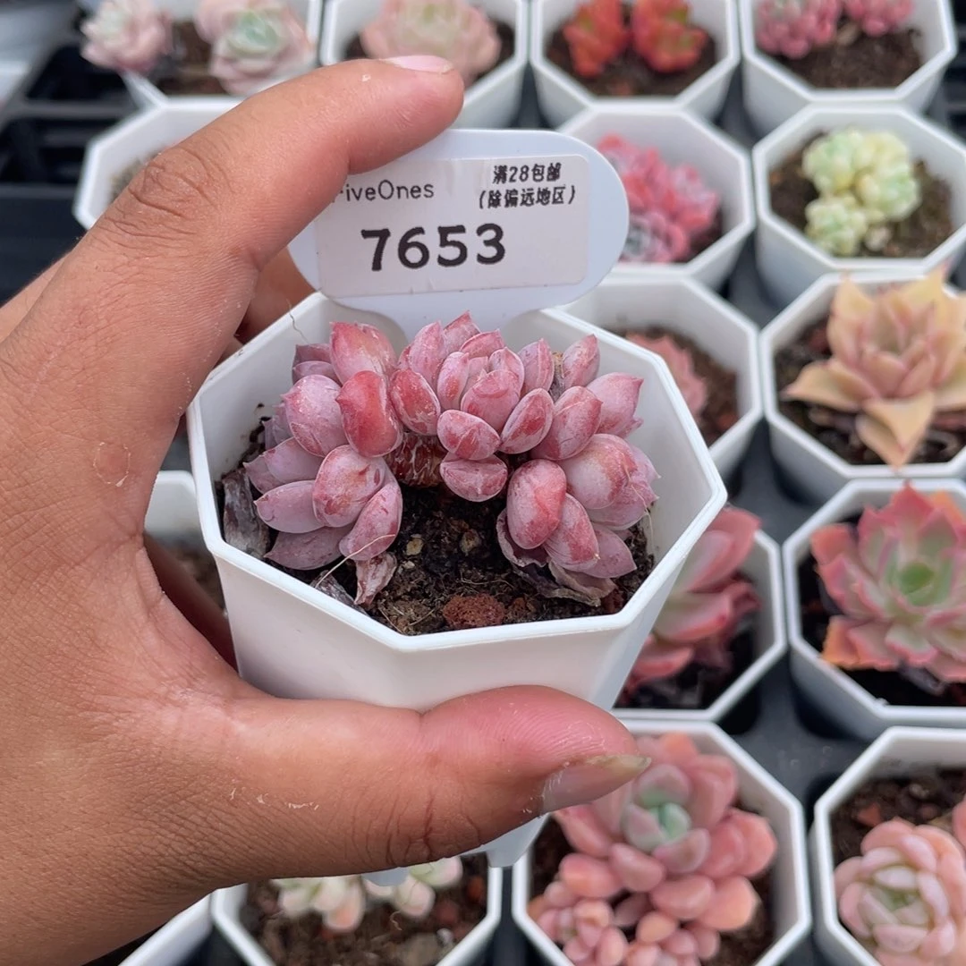 7653水晶琥珀5.0厘米