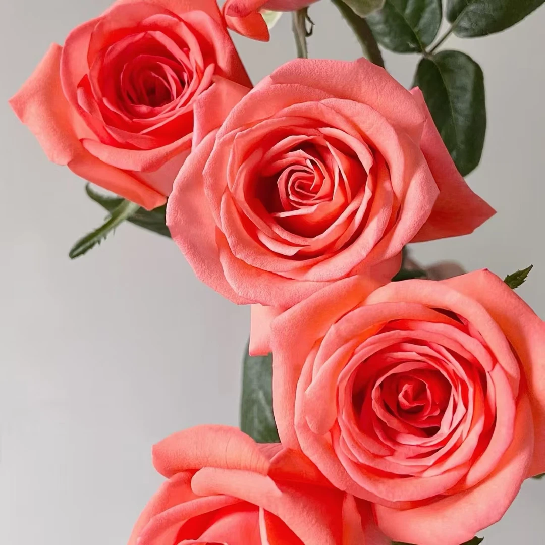 （影星-单头玫瑰）玫瑰云南基地直发生活鲜花