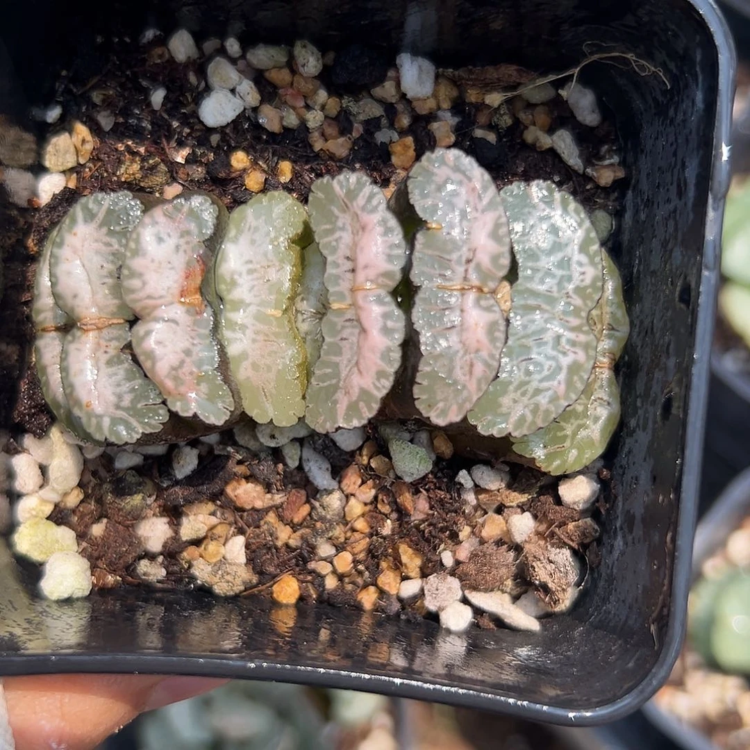 DVD呃呃呃呃呃呃呃呃呃呃呃呃