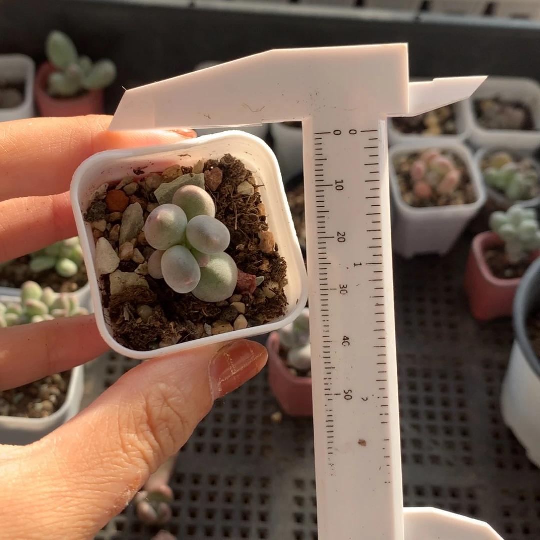 米可奶 不满28发到付，发一片叶，~