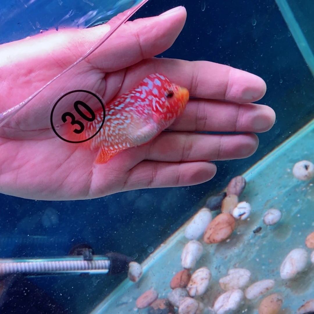 8厘米不分公母热带鱼?**?