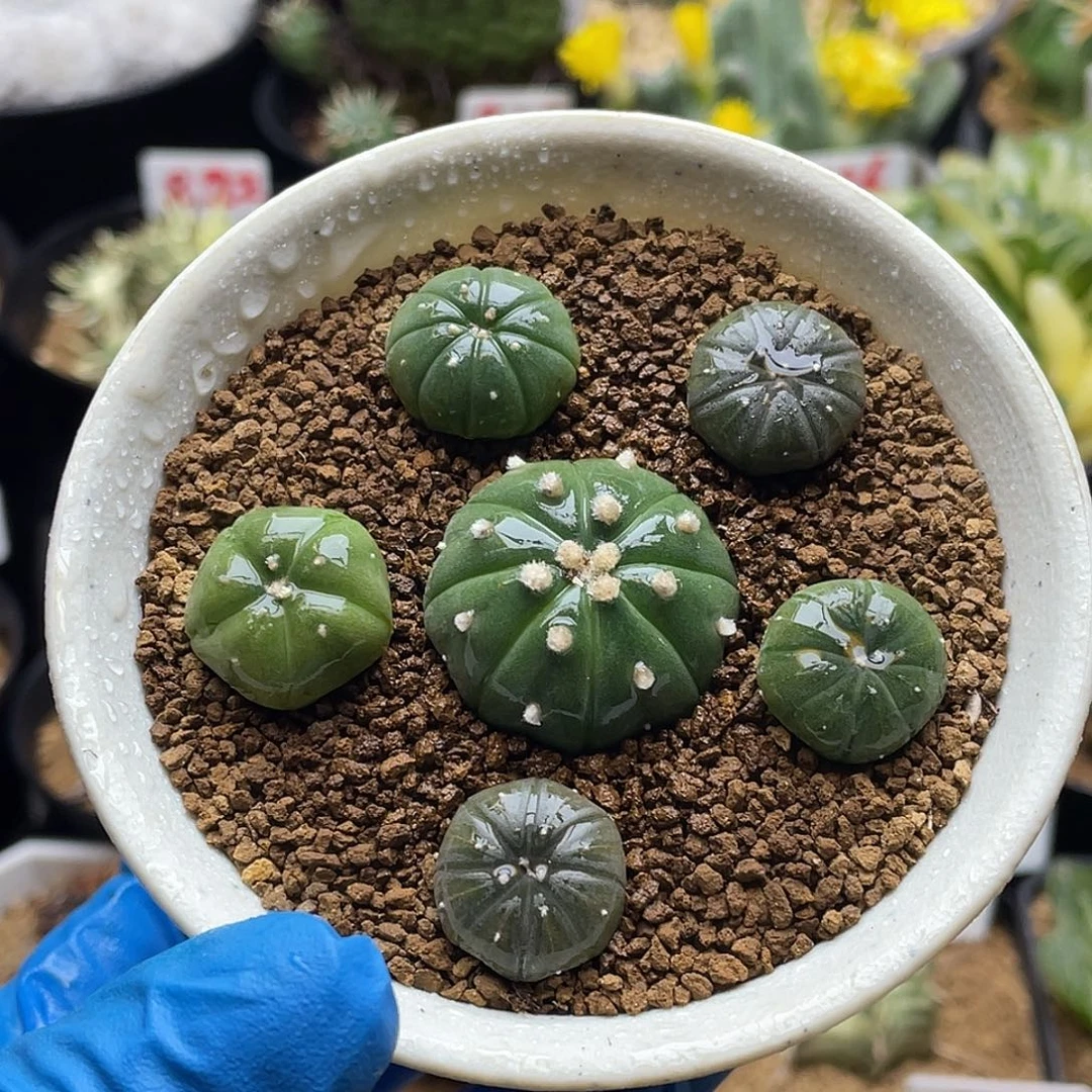 实生六颗兜兜带盆土包邮