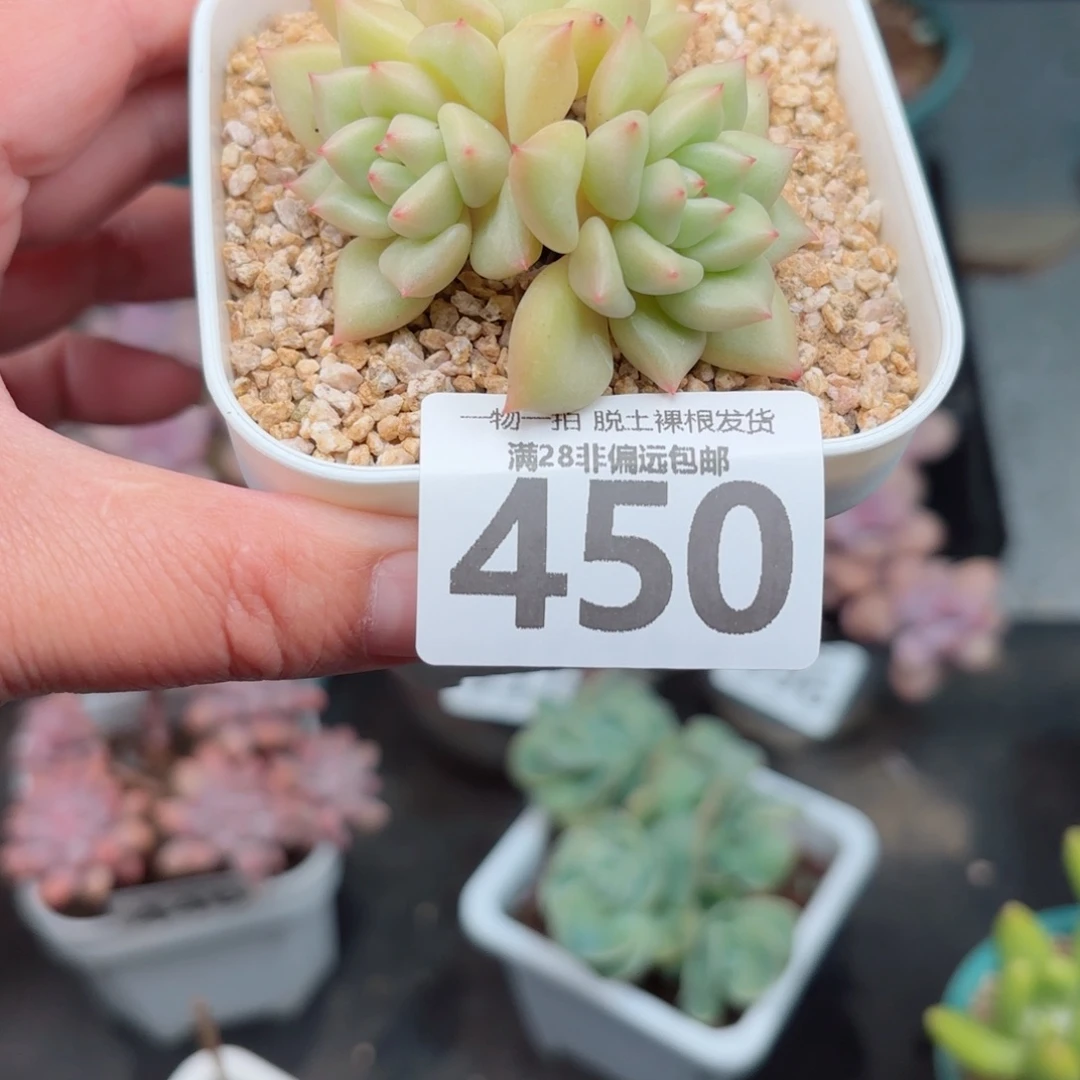 黄金象牙无盆土发货