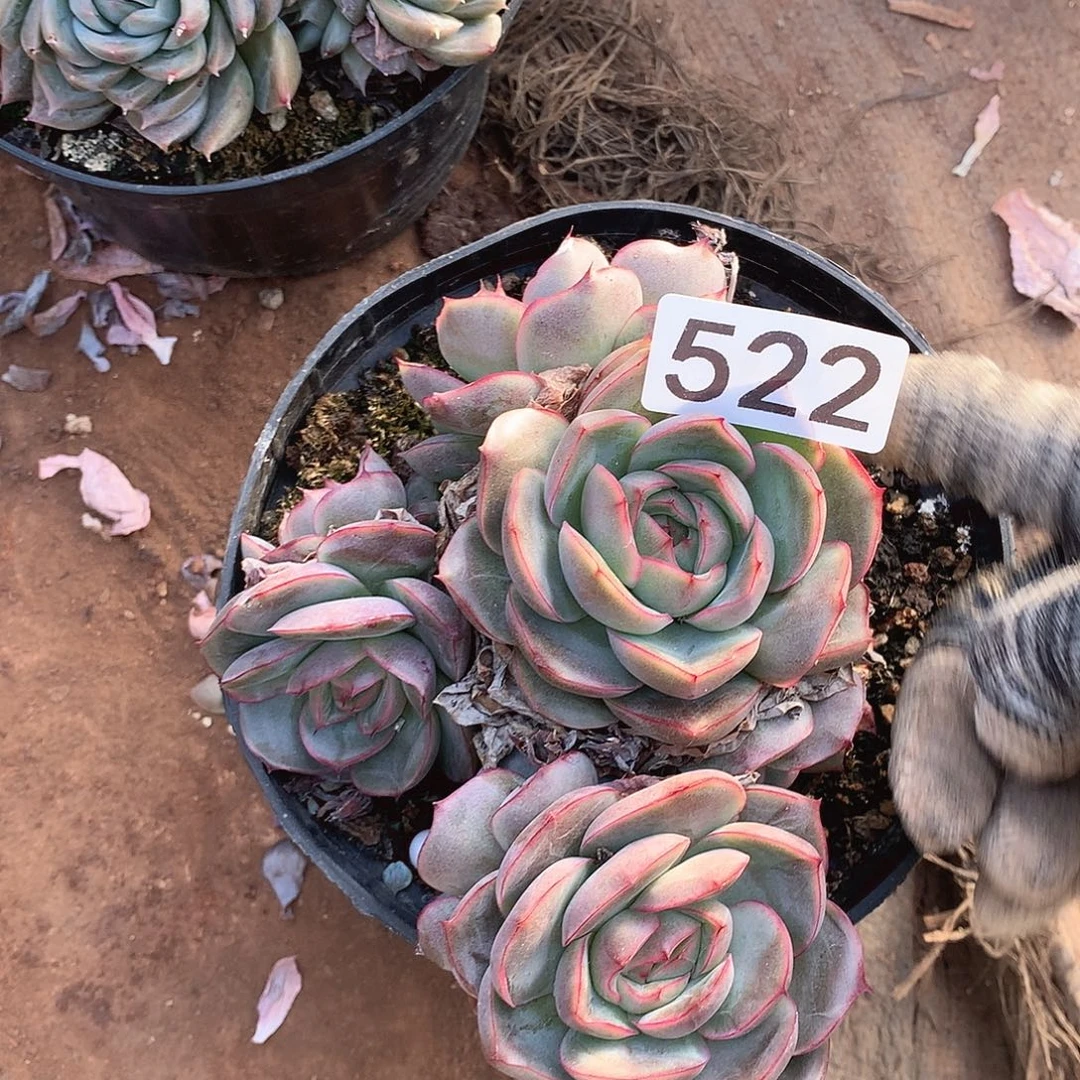 522杂一物一拍多肉