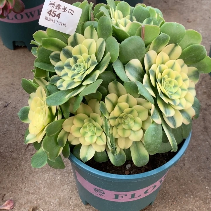 连*454辛尼亚多肉植物