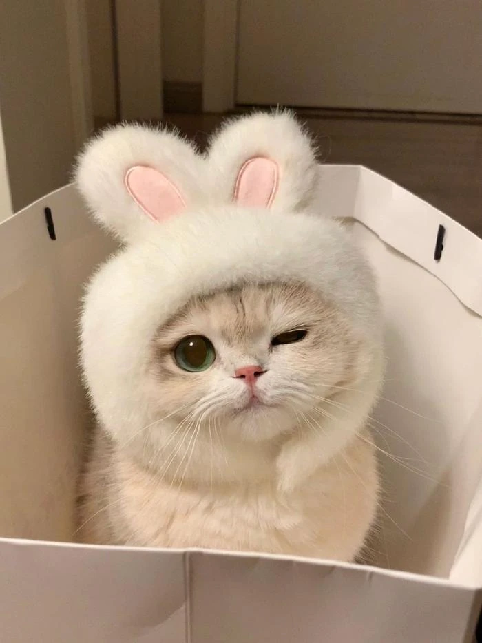 猫咪零食抽卡链接