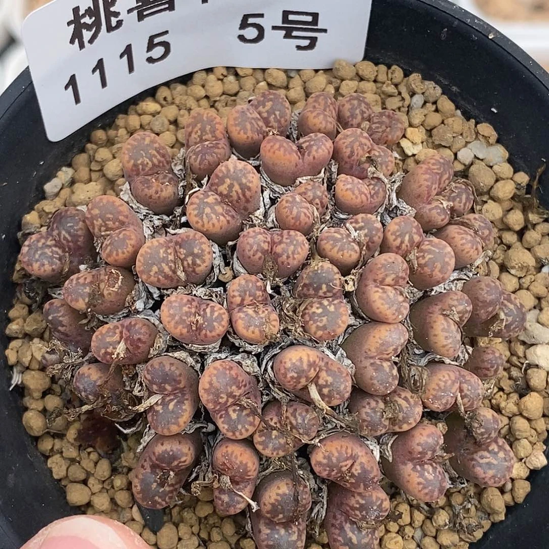 颜*玉15-5-母本鸟福利。