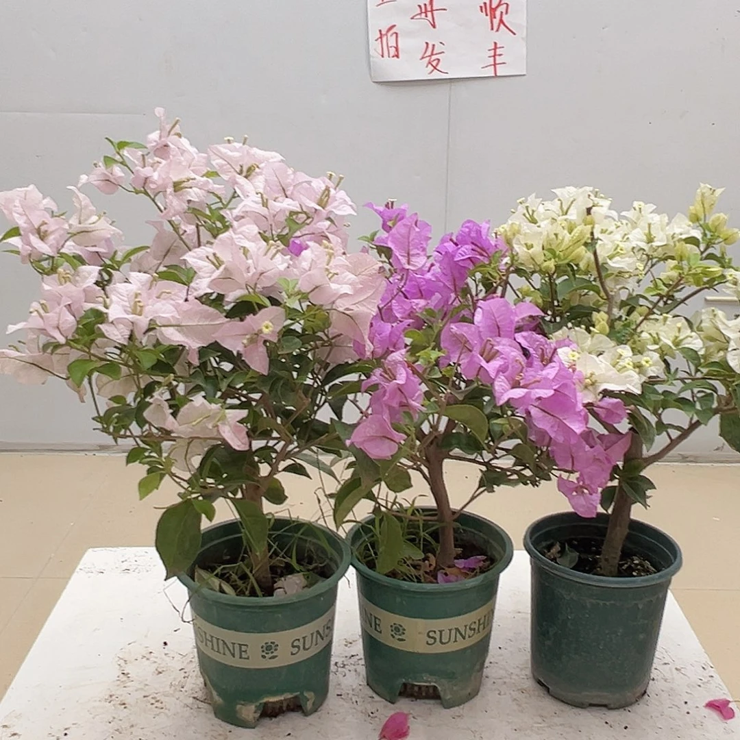 大部分花苞少量开放苹果花，巴西紫，白雪组合