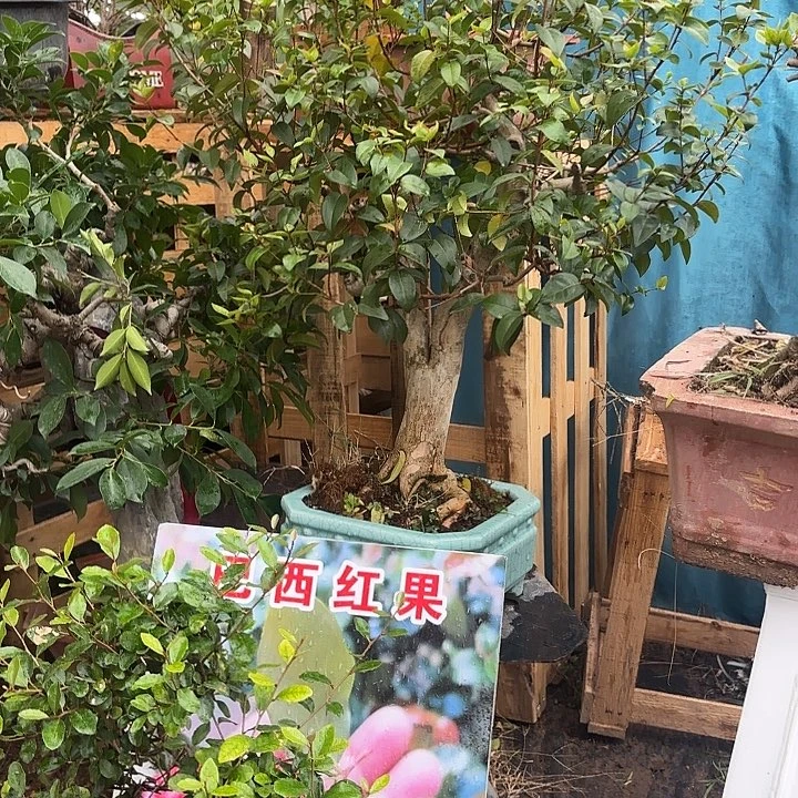 小****无花朵哈哈哈还哈