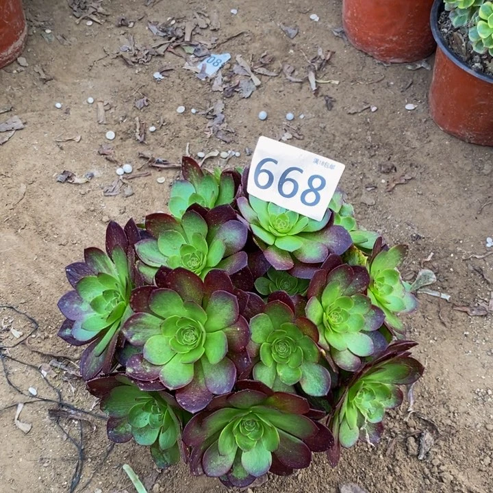 668赤炎链绣球新桩