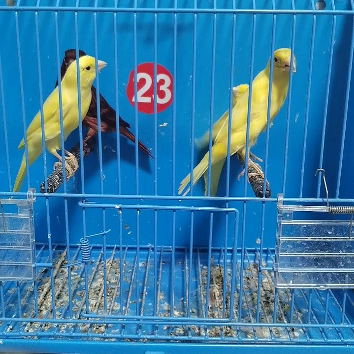 胜***利虎皮鹦鹉微杂细雀公，特价