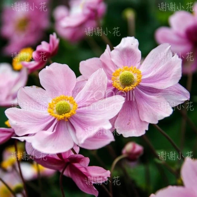 谢谢小花 野棉花 小夜曲 银莲花 秋牡丹 多年生耐寒耐阴花卉植物