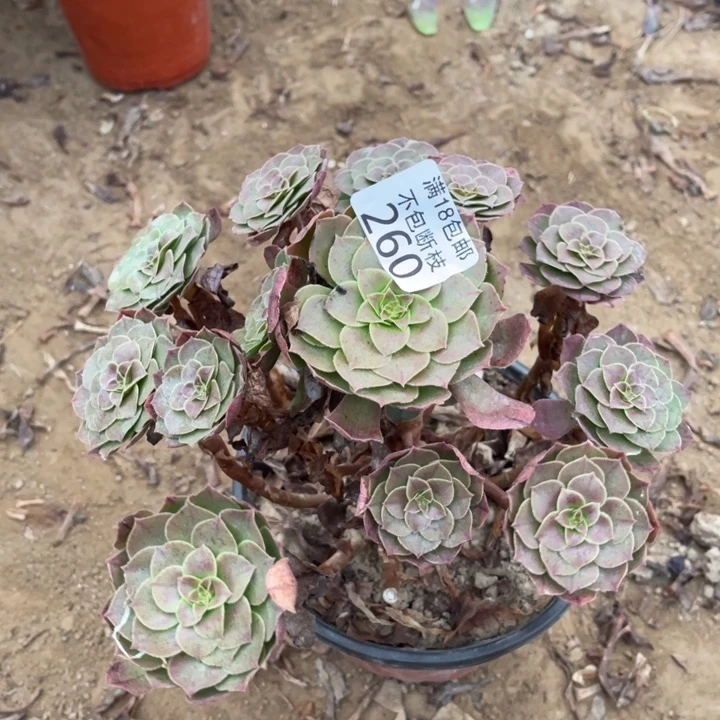 260沙拉碗手捧1号棚