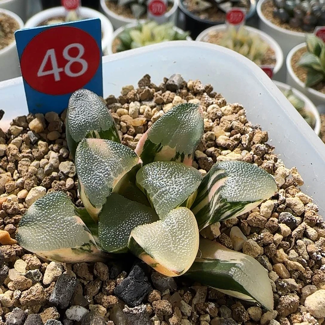 48号丸叶克锦一物一拍带盆土