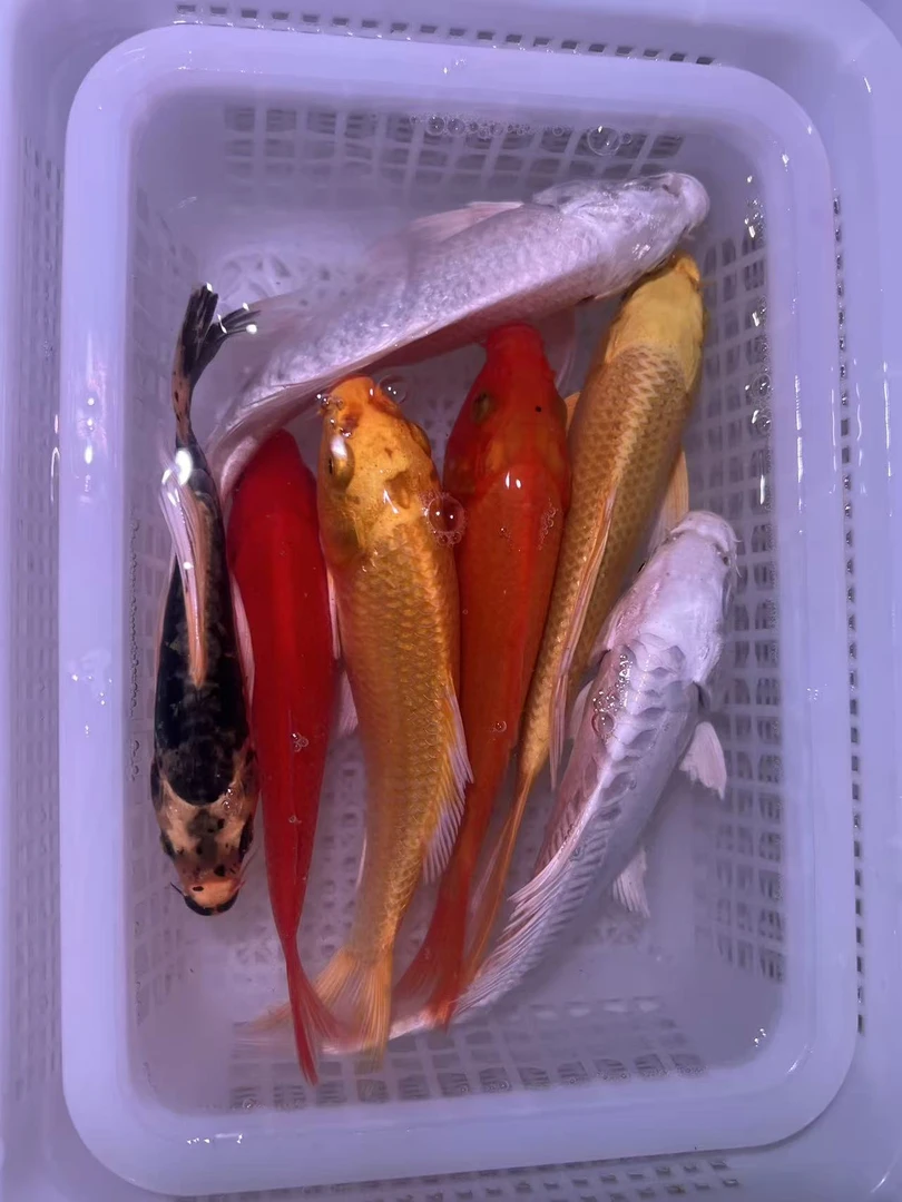【七星高照】精品锦鲤观赏鱼冷水鱼好养耐活包邮