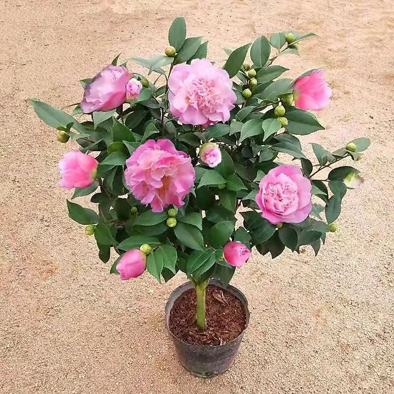 香妃盆栽带花苞四季开花浓香型山茶花盆栽室内外好养