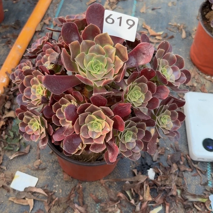 欧佳丽多肉植物不包损619