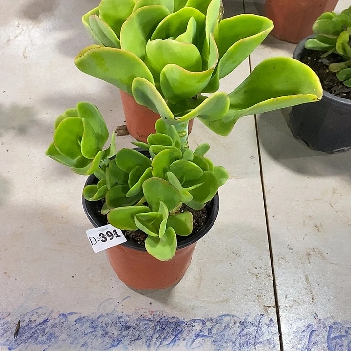心***语391柠檬卷多肉植物多肉