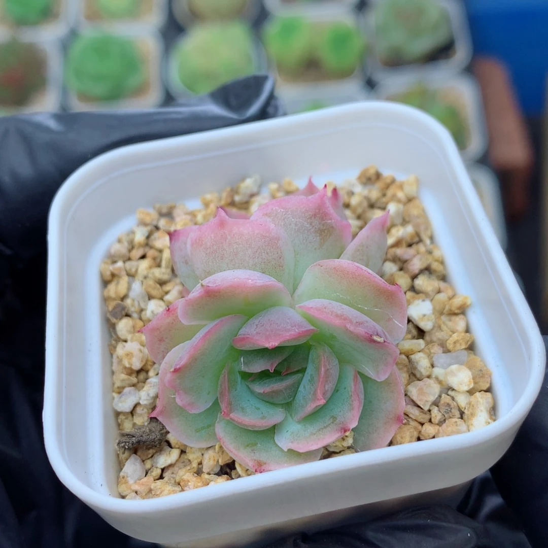 58包邮  群生不包整水晶虾饺177
