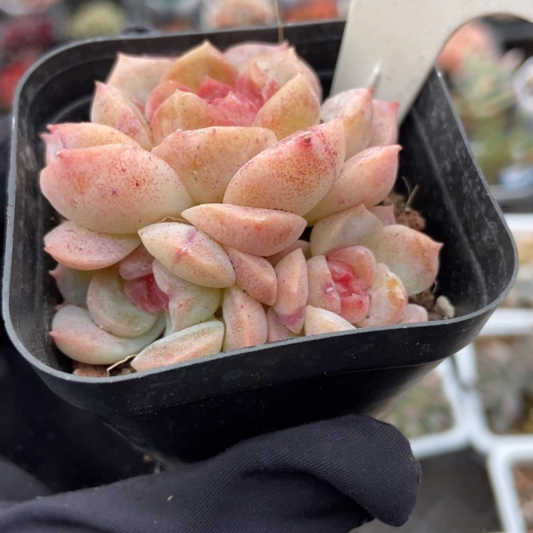 600梦幻泡影多肉植物