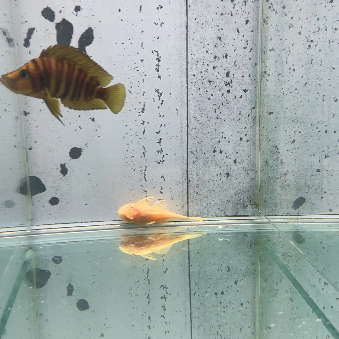 海水野生红翅虎1126。