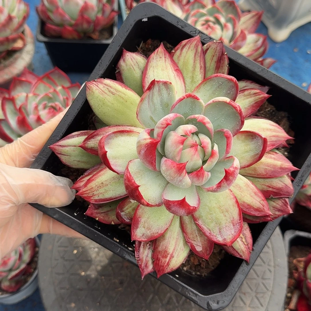 惊鸿仙子量拍拉丝 15 公分左右，，，，，